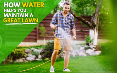 How Water Helps You Maintain A Great Lawn