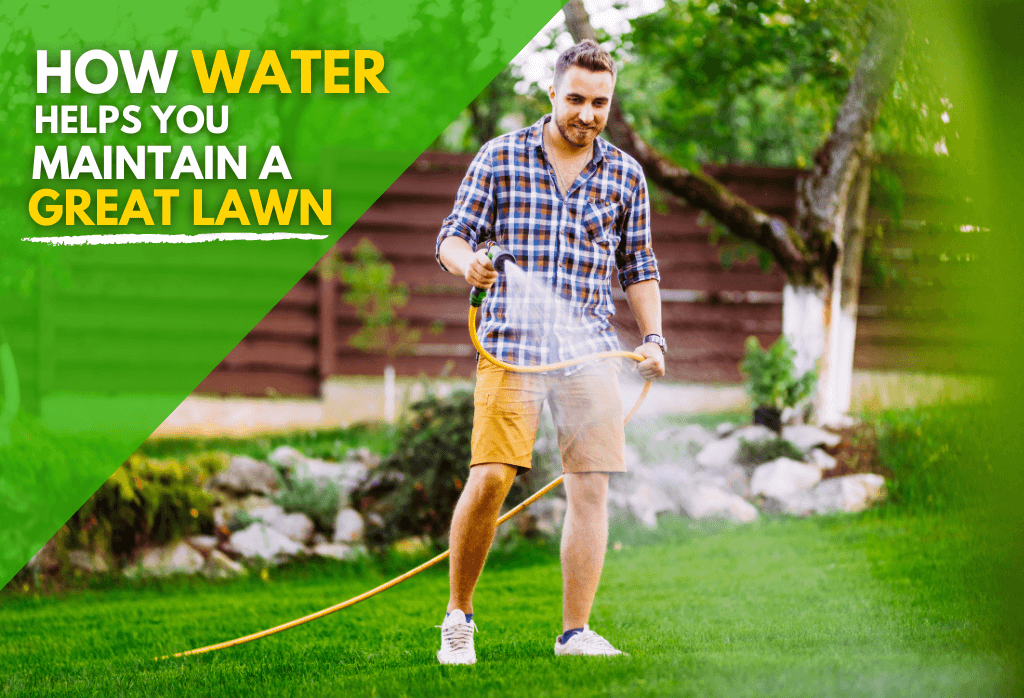 Read more about the article How Water Helps You Maintain A Great Lawn