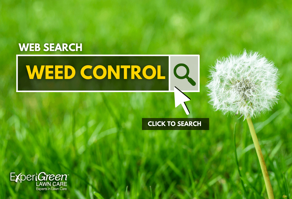 Read more about the article Weed Control 101