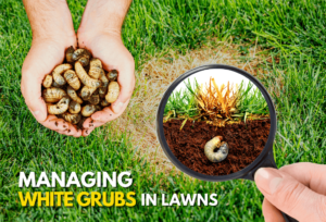 Managing White Grubs In Lawns