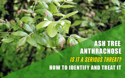 Ash Tree Anthracnose – Is It A Serious Threat To Your Ash Trees?