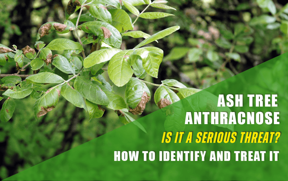 Ash Tree Anthracnose - Is It A Serious Threat To Your Ash Trees ...