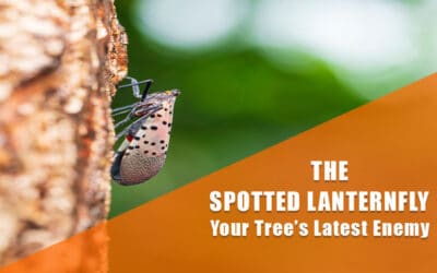 Spotted Lanternfly – Your Trees Latest Enemy