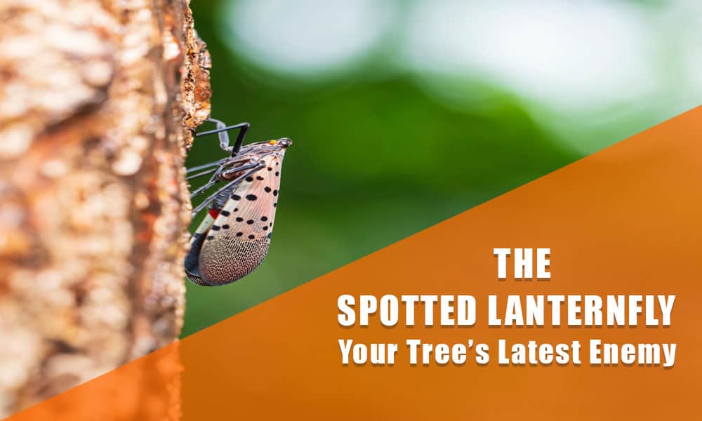 The Spotted Lanternfly - Your Trees Latest Enemy
