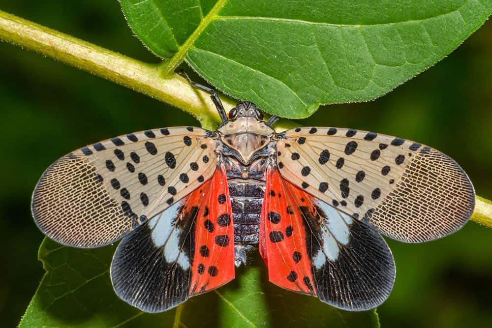 A Spotted Lanternfly opening with open wings