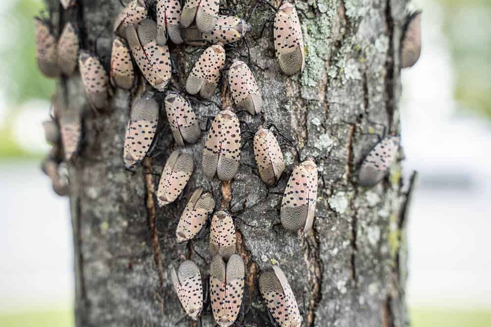 A group of spotted lanternflies on a tree