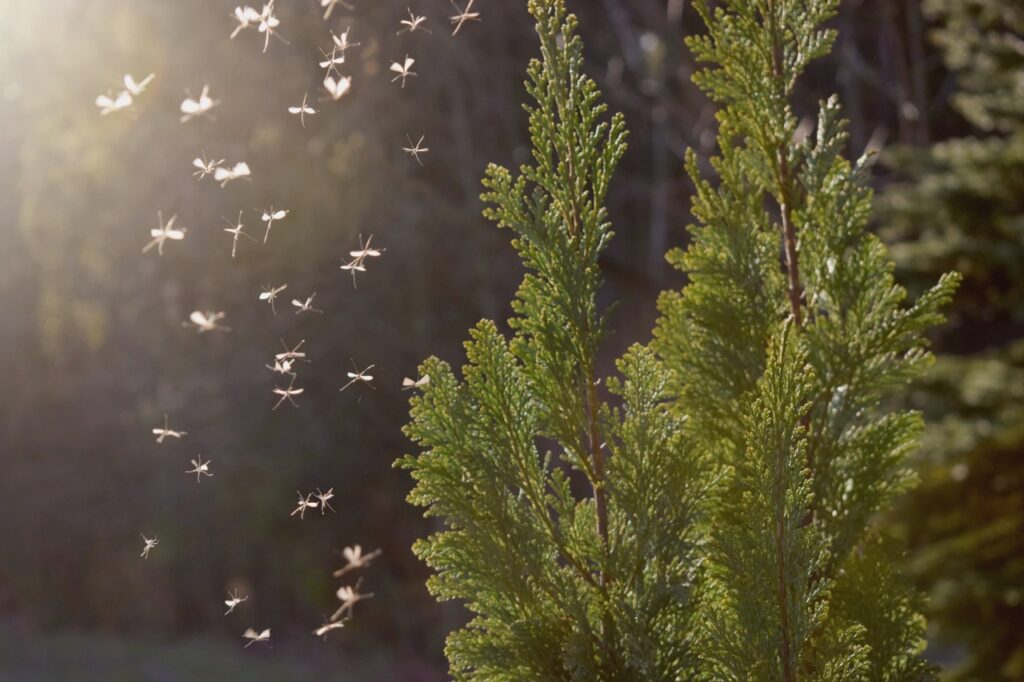 Mosquito control program