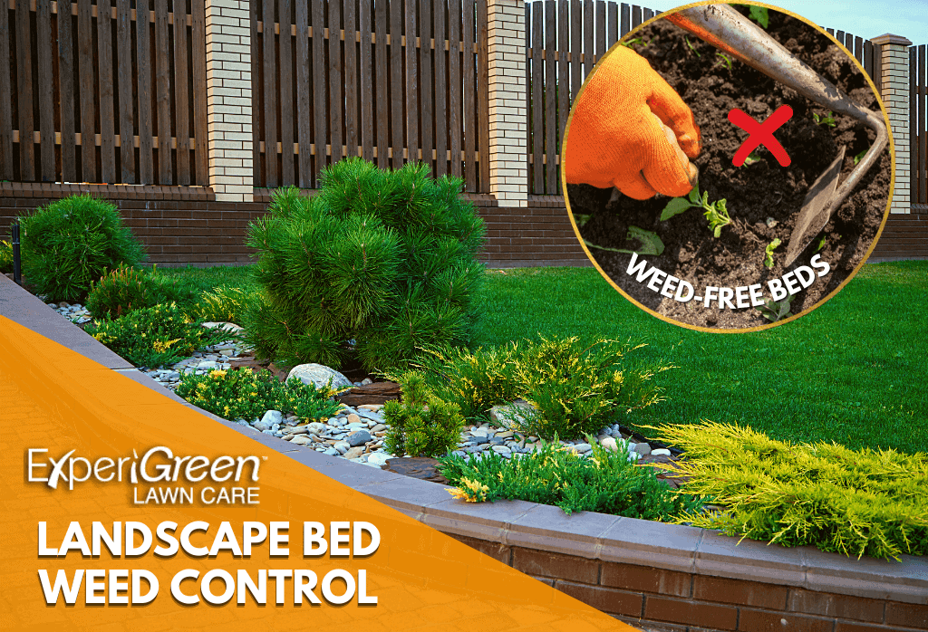 How bed weed control works