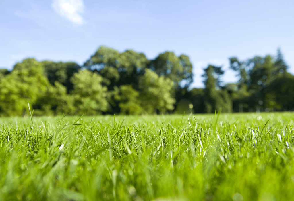 Lawn care after lawn aeration