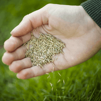 benefits of overseeding lawn