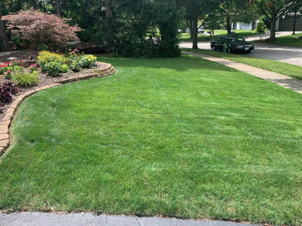 lawn After lawn care services