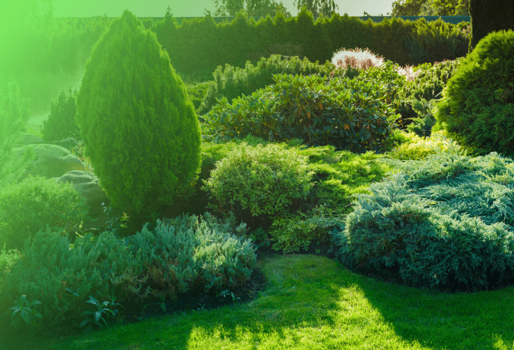 Tree and shrub care