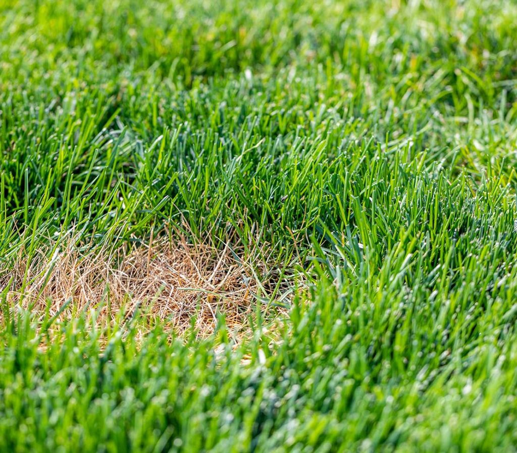 Spotty grass from lawn disease