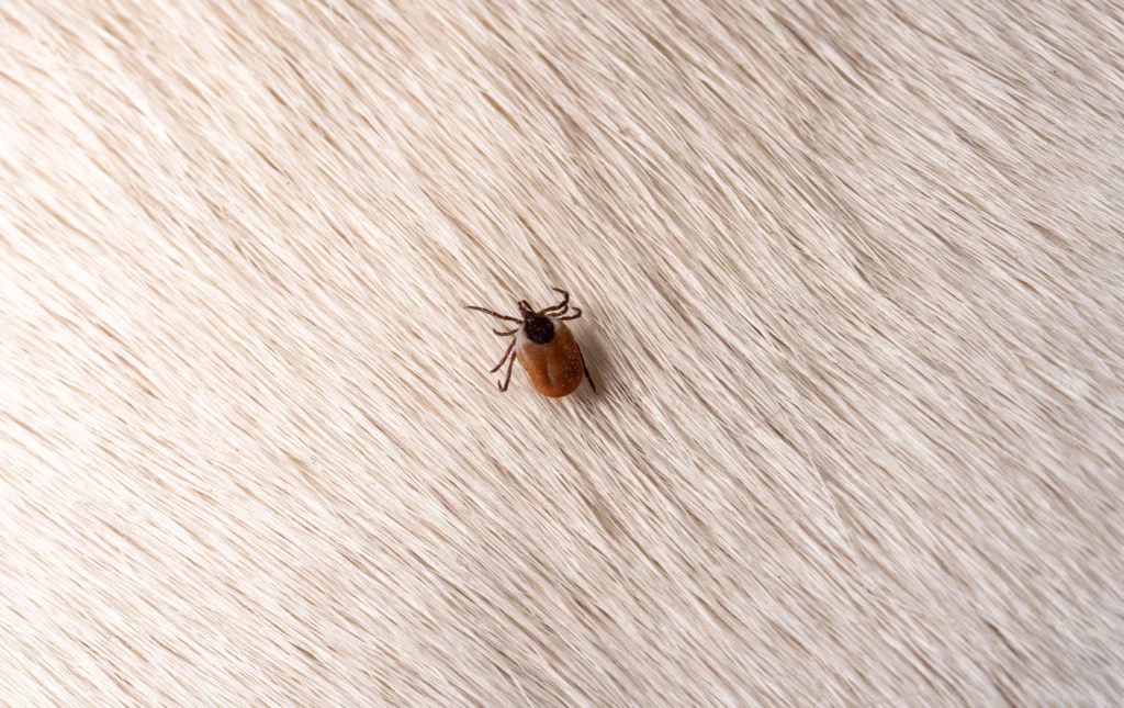 Picture of a tick on a dog