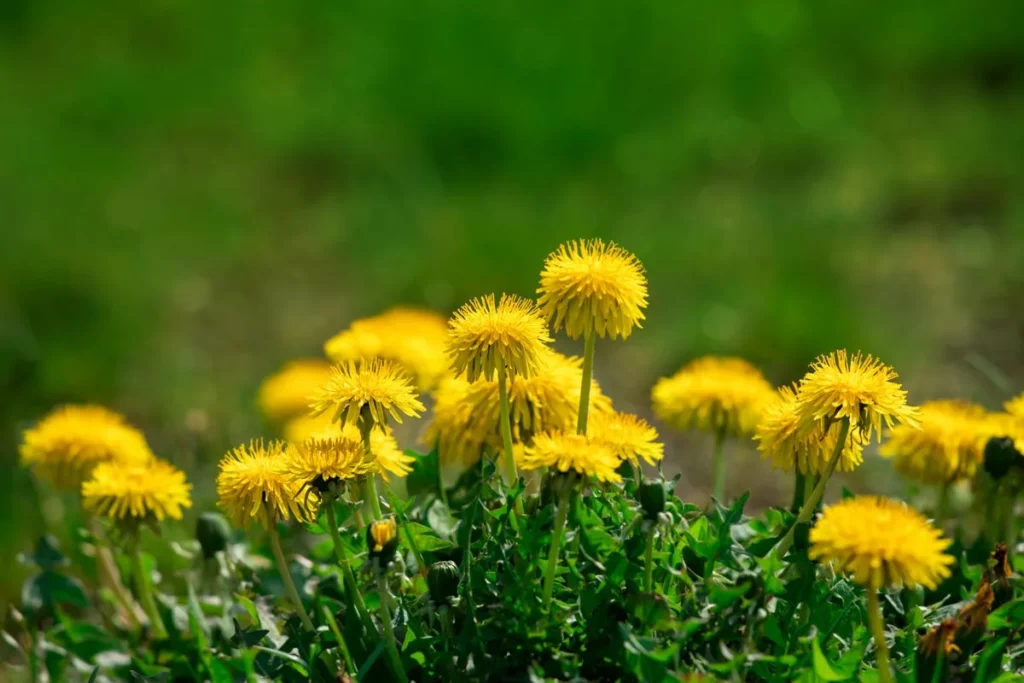 Weed control program