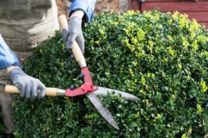 tree and shrub care during spring