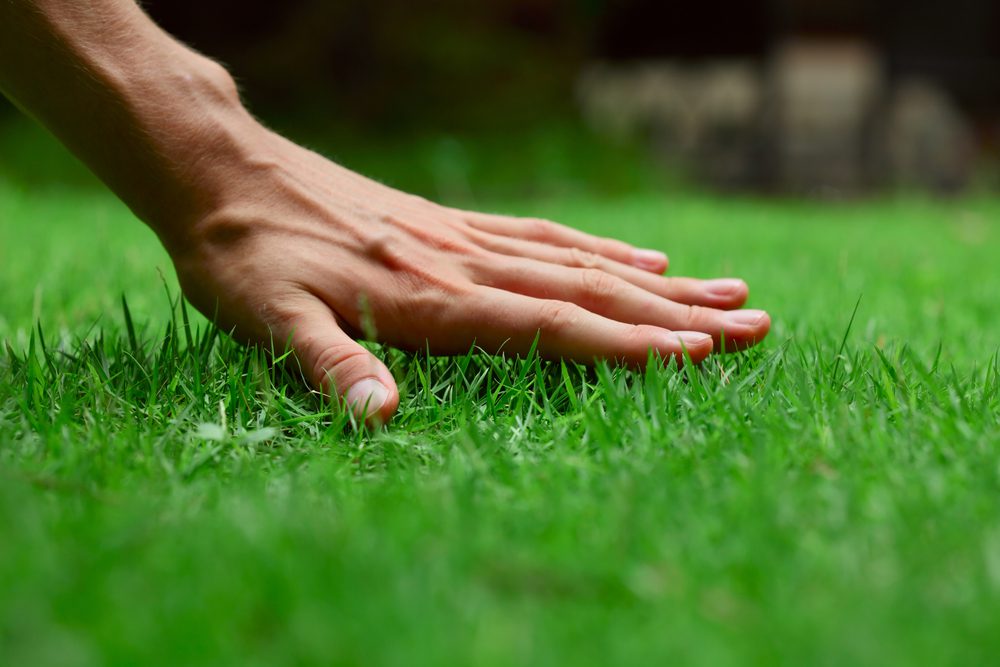 Read more about the article Spring Lawn Care Tips: Steps to a Beautiful Lawn This Growing Season